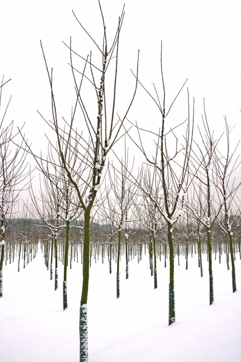 Kategorie <b>Kirschen </b> - Selbstfruchtende Süßkirsche 'Sunburst' • Prunus avium 'Sunburst'
