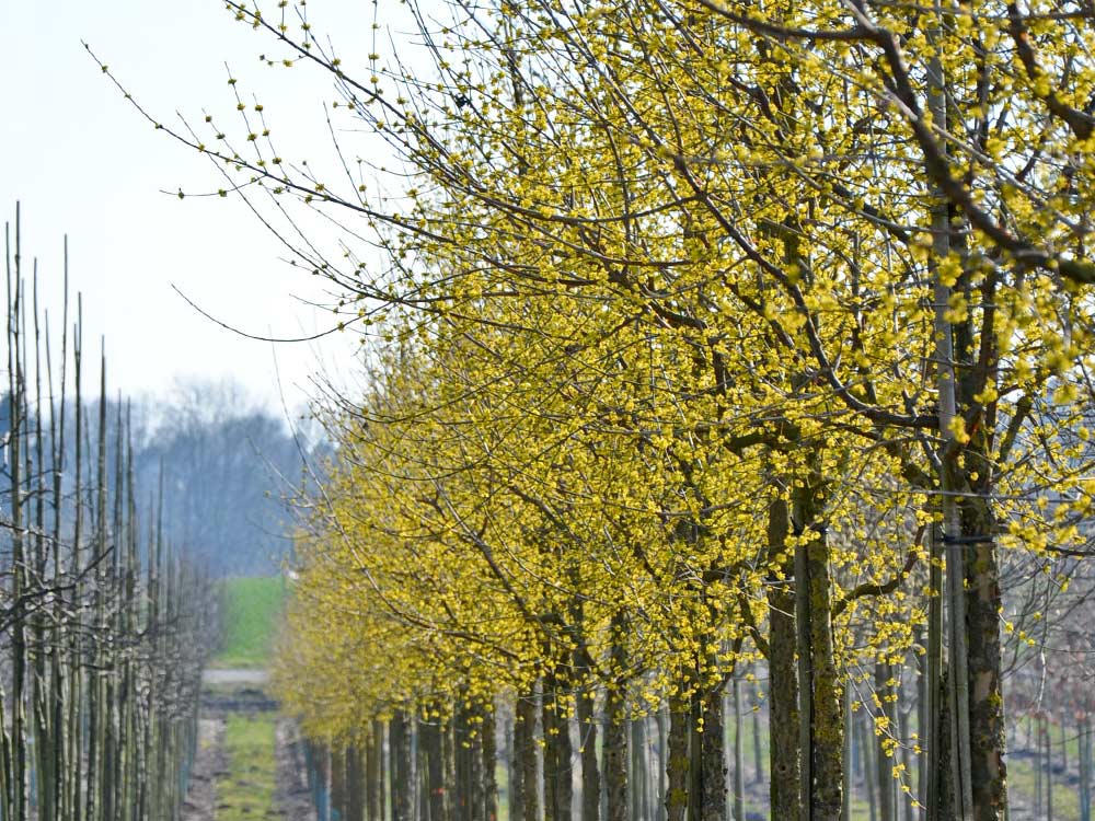 Wildobst - Kornelkirsche • Cornus mas