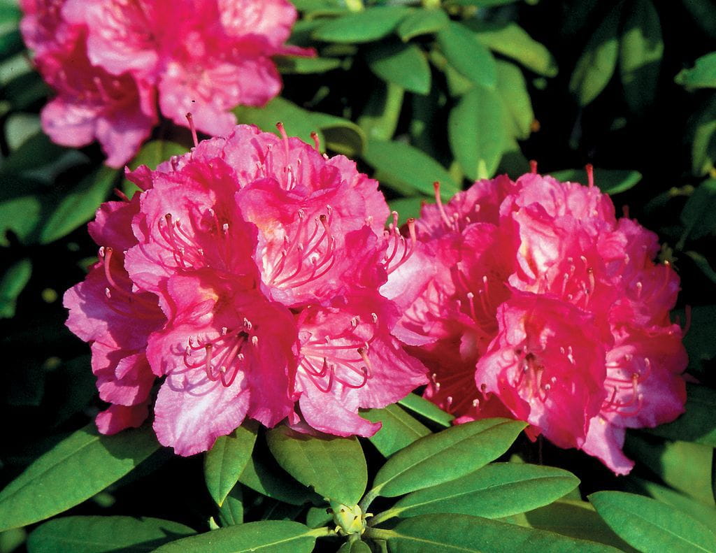 Rhododendron 'Catharine van Tol' • Rhododendron Hybride 'Catharine van Tol' Ansicht 1