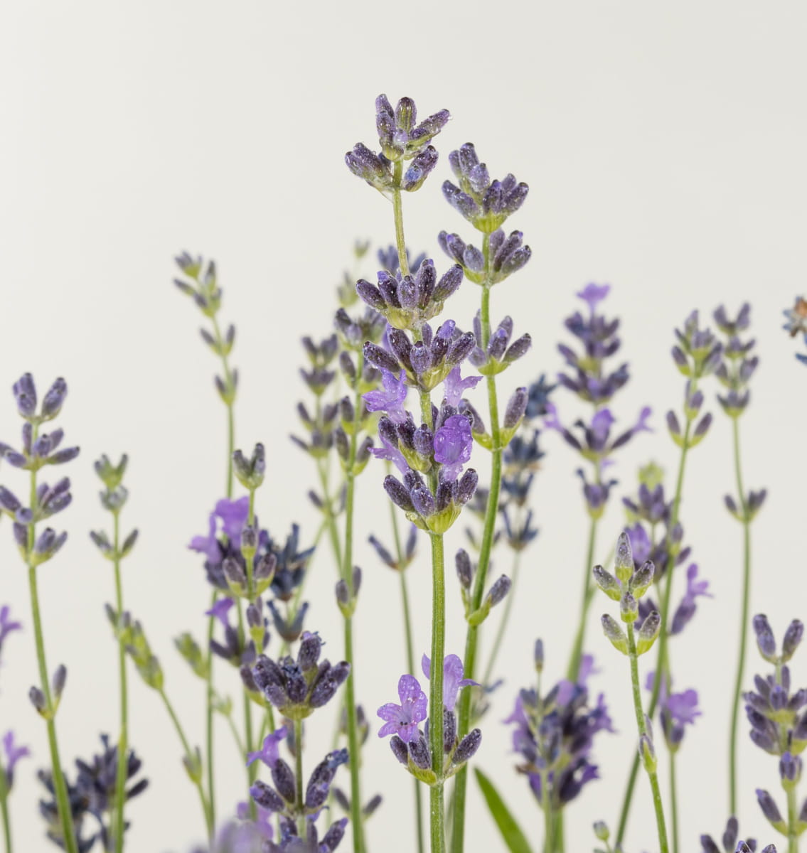 Lavendel 'Munstead' • Lavandula angustifolia 'Munstead'