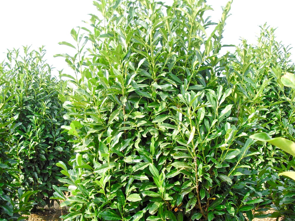 Kirschlorbeer 'Reynvaanii' • Prunus laurocerasus 'Reynvaanii' Ansicht 1
