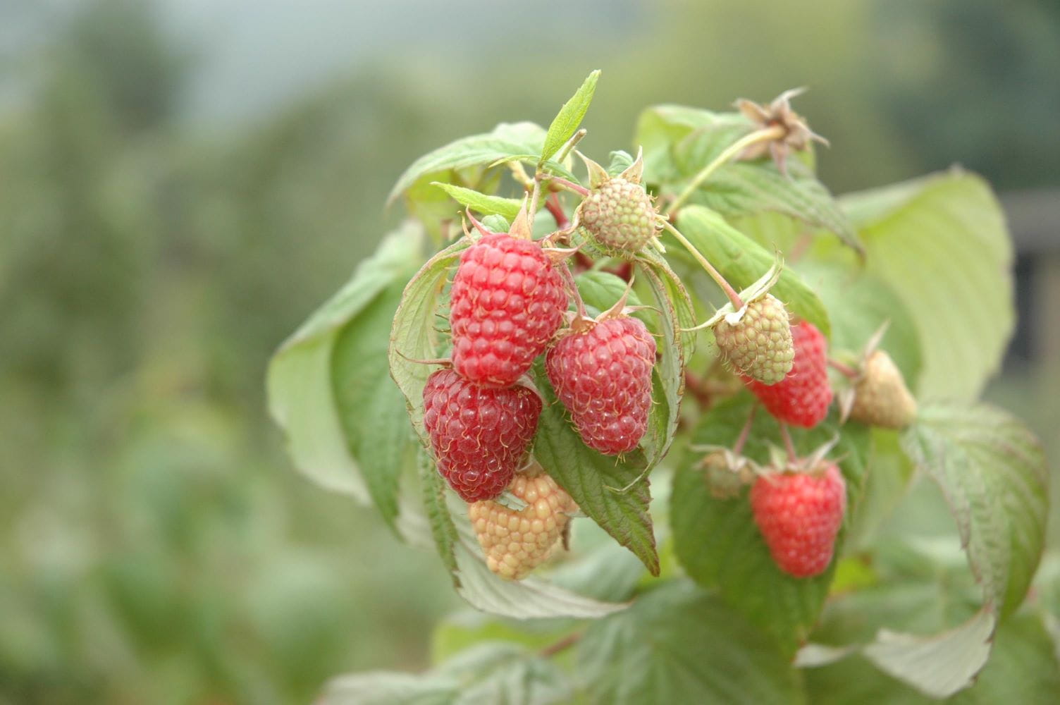 Himbeere Elida • Rubus idaeus Elida Ansicht 2 Himbeere Elida • Rubus idaeus Elida Ansicht 2