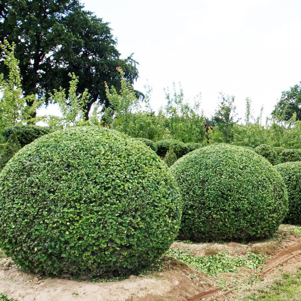 Buchsbaum 'Arborescens', Kugel • Buxus sempervirens 'Arborescens', Kugel Ansicht 5