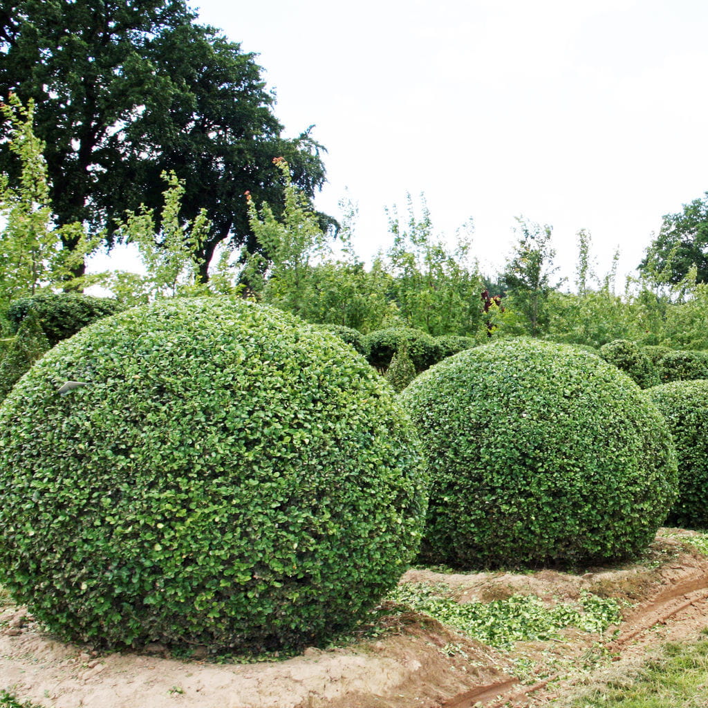Buchsbaum 'Arborescens', Kugel online kaufen