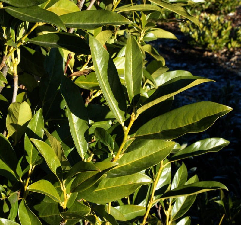 Kirschlorbeer 'Reynvaanii' • Prunus laurocerasus 'Reynvaanii' Ansicht 2