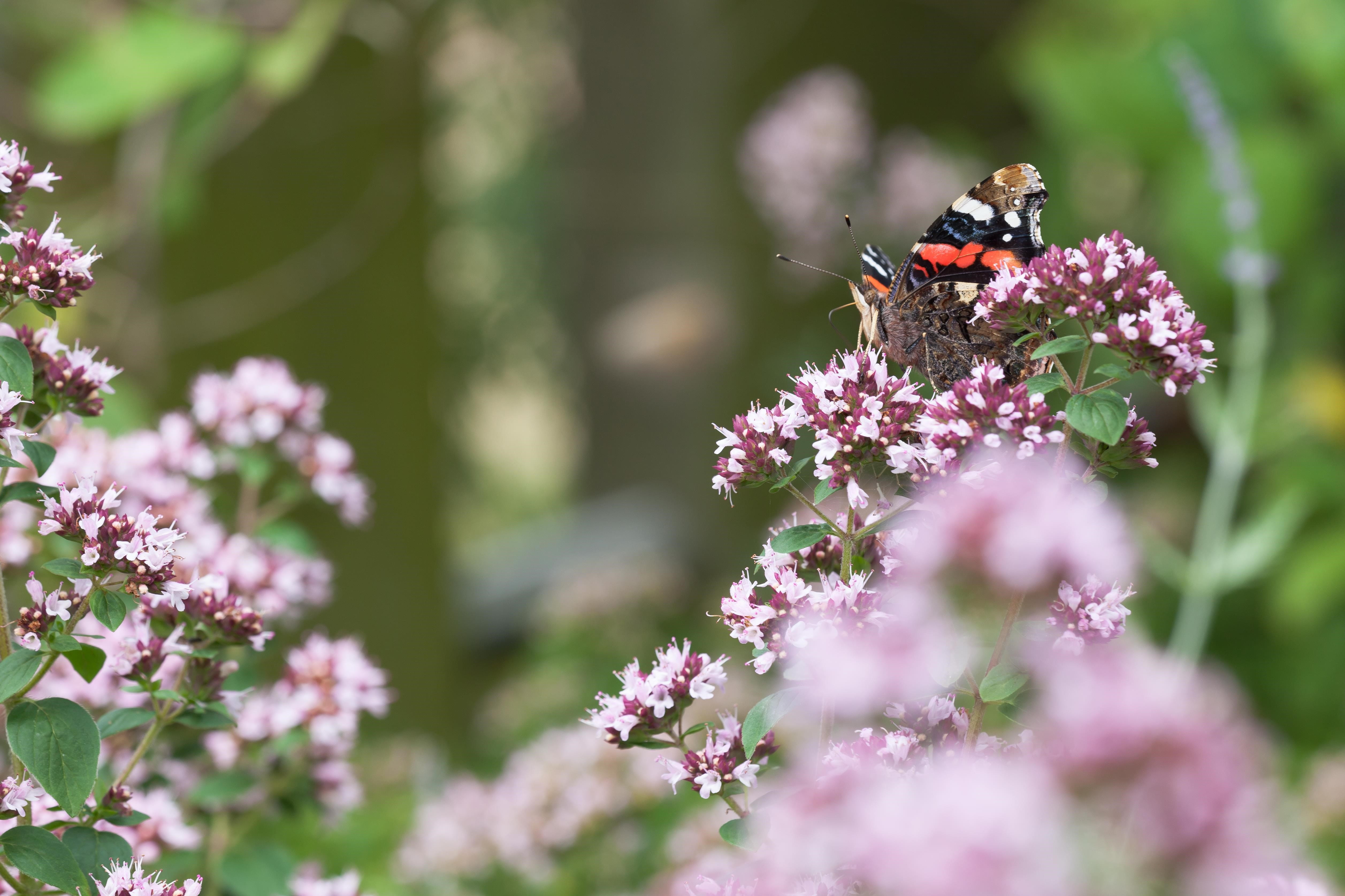 Oregano • Origanum vulgare