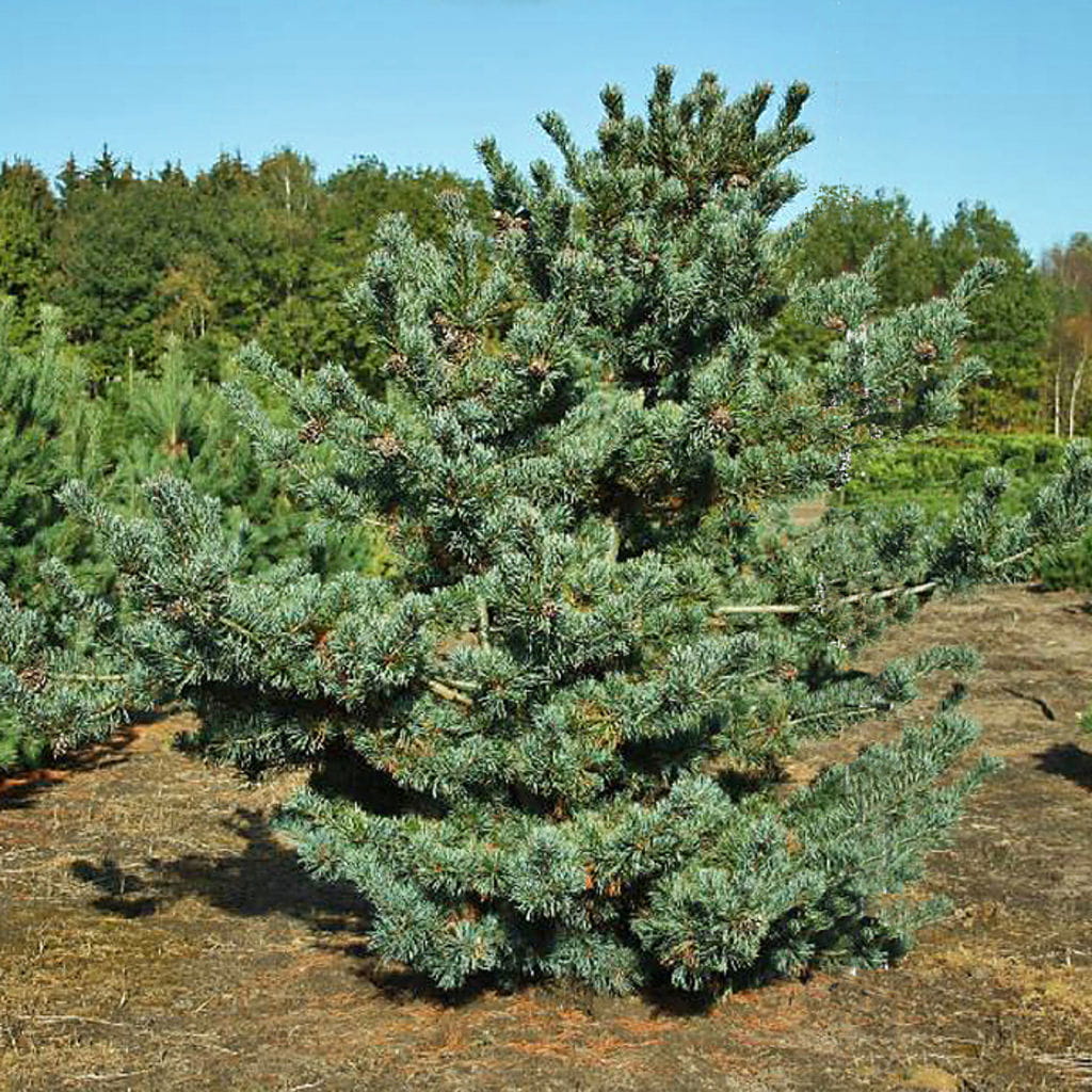 Blaue Mädchenkiefer 'Negishi' • Pinus parviflora 'Negishi'