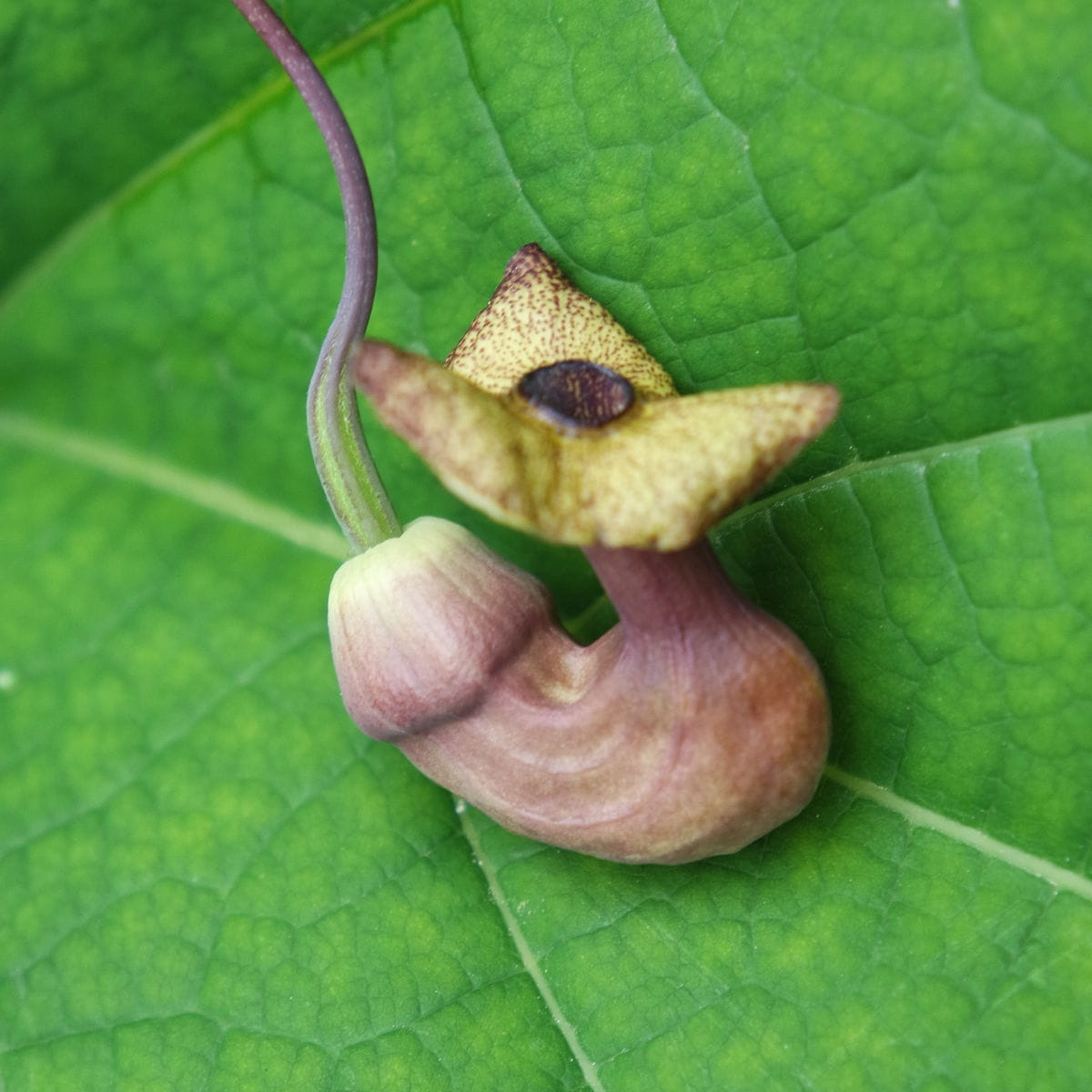 Pfeifenwinde • Aristolochia macrophylla Ansicht 4