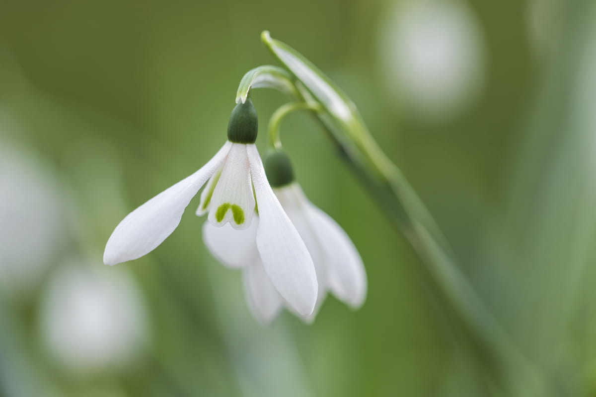 Blumenzwiebel - Galanthus 'Snowdrops' 10er Packung