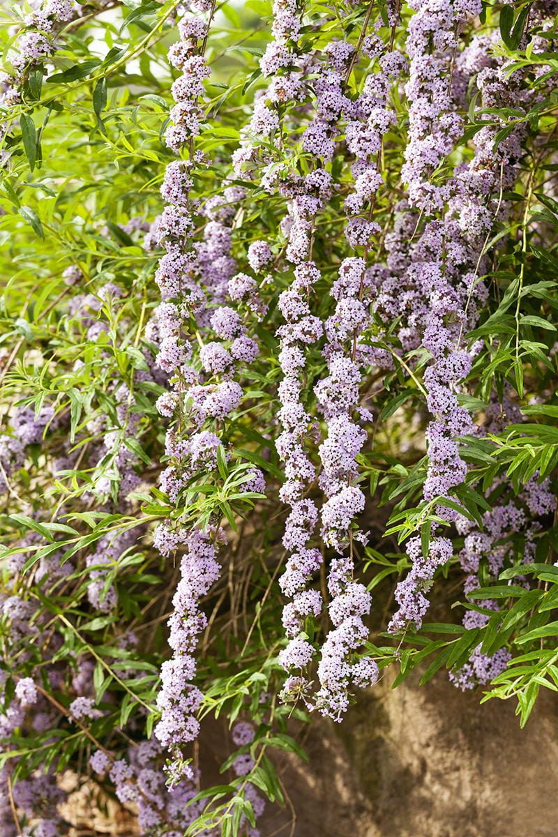 Hänge-Sommerflieder • Buddleja alternifolia Containerware 100-125 cm hoch, Solitärpflanze Ansicht 4
