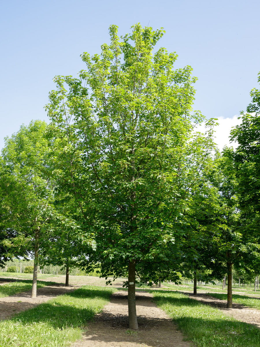 Berg-Ahorn • Acer pseudoplatanus Ansicht 9
