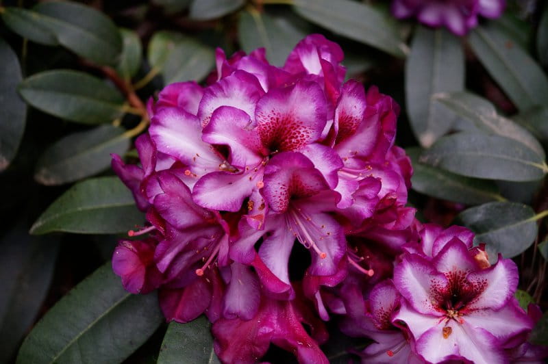 Rhododendron 'Hans Hachmann'® • Rhododendron Hybride 'Hans Hachmann'® Ansicht 1