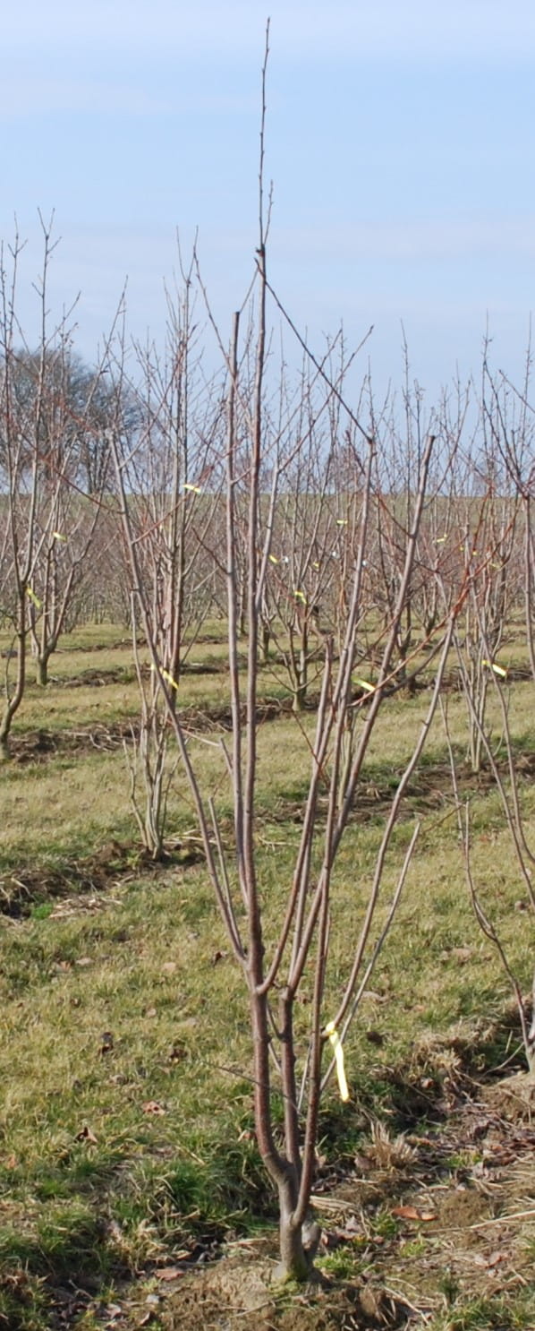 Scharlachkirsche • Prunus sargentii, Veredlung