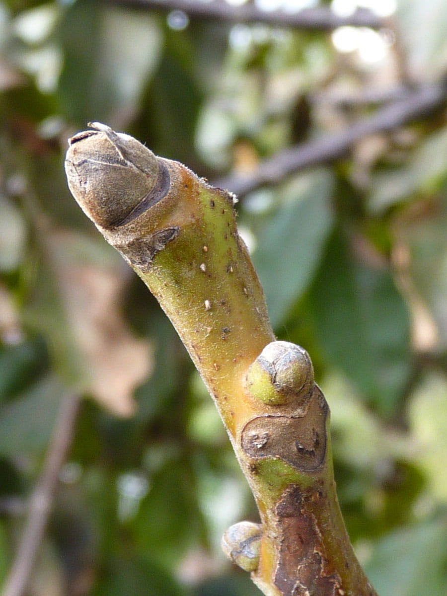 Baum-Hasel • Corylus colurna