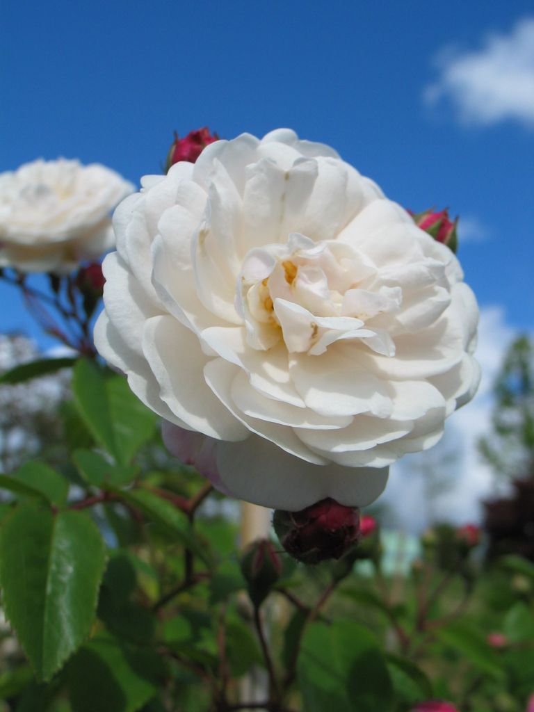 Historische Rose 'Felicite et Perpetue' • Rosa 'Felicite et Perpetue'