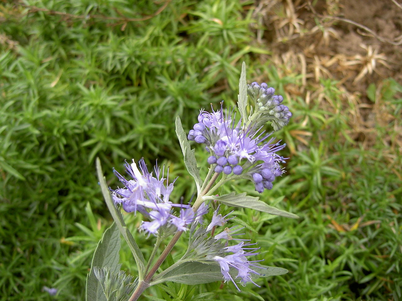 Bartblume 'Heavenly Blue' • Caryopteris clandonensis 'Heavenly Blue' Ansicht 2