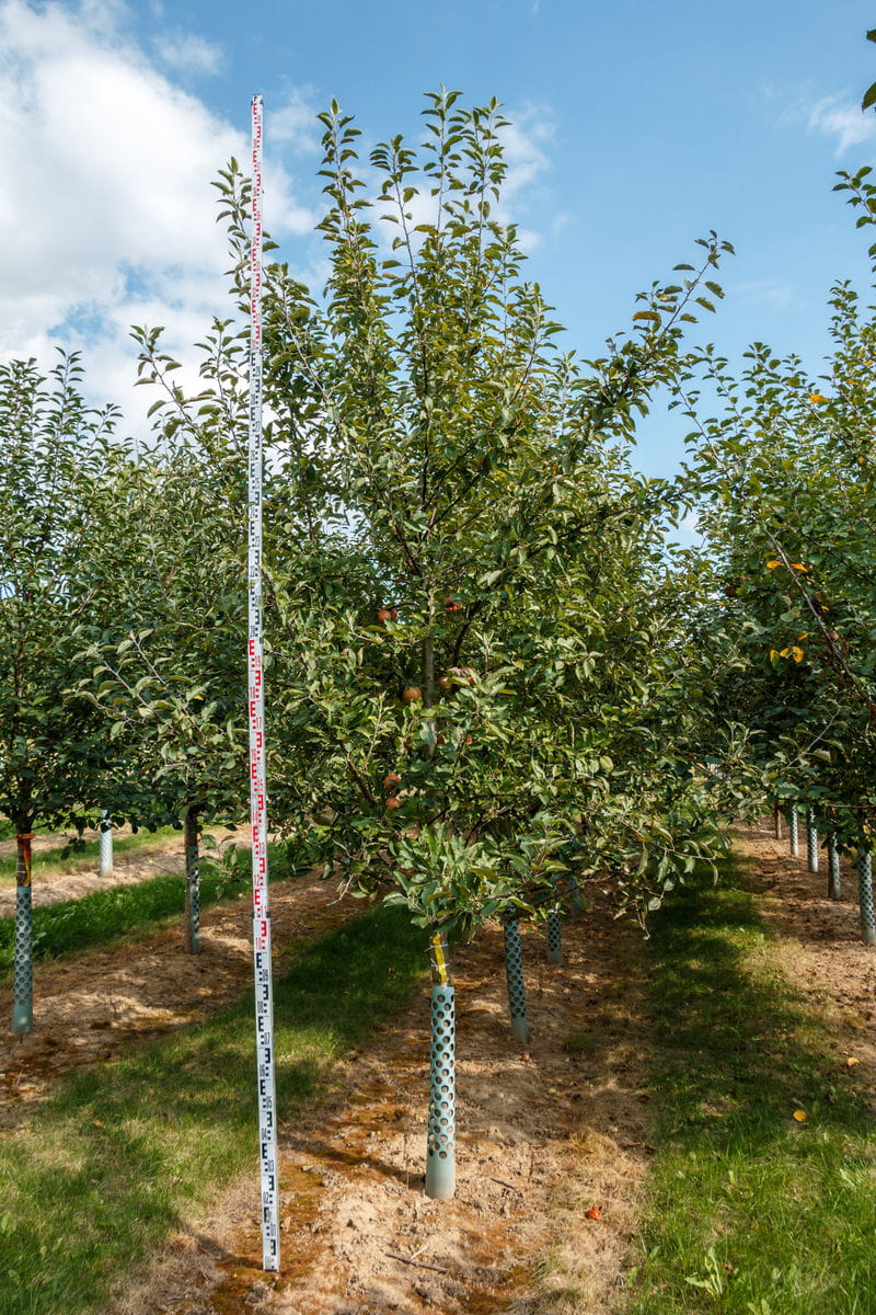 Apfel 'Delbarestivale' online kaufen | Garten von Ehren