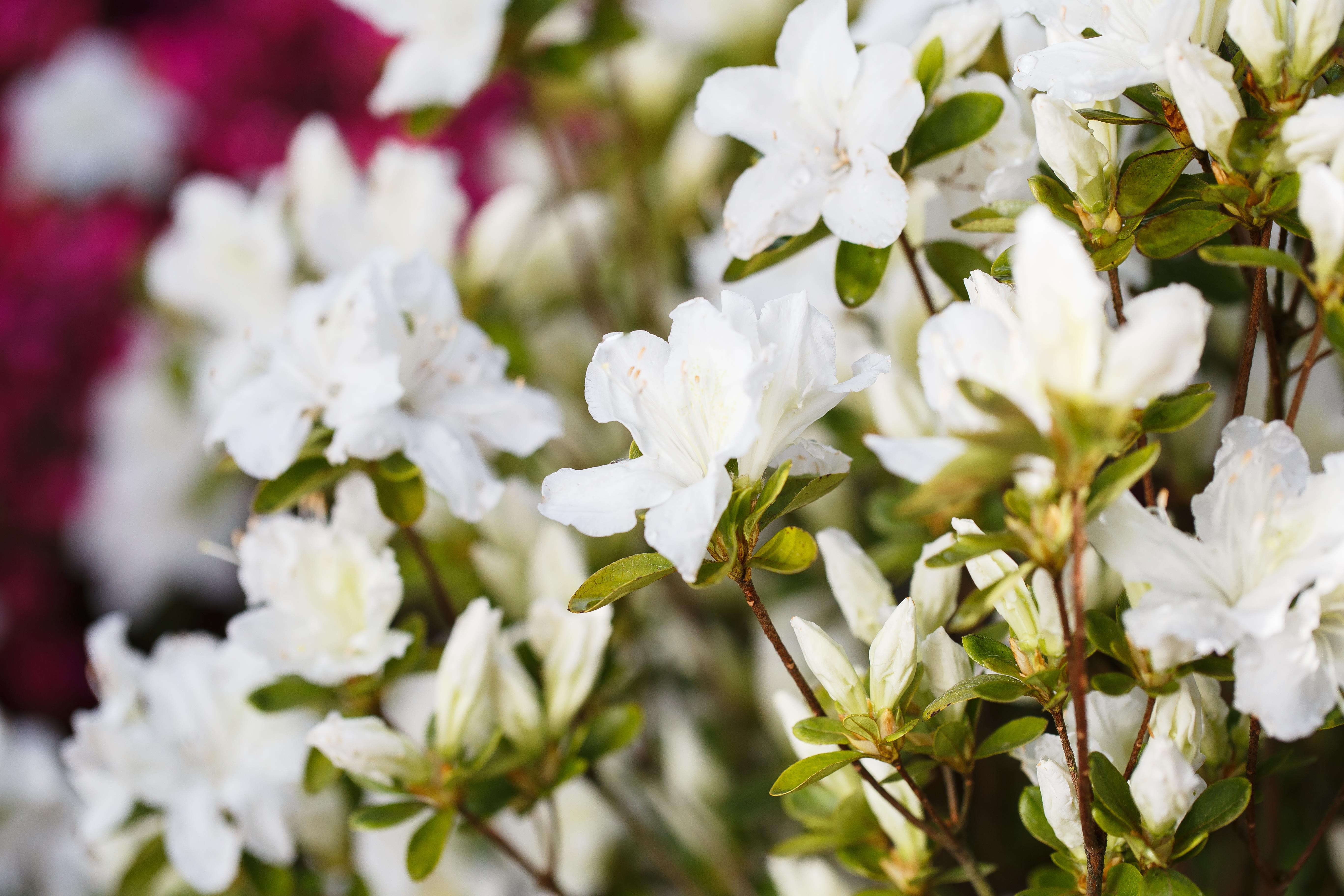 Japanische Azalee 'Feenkissen' • Rhododendron obtusum 'Feenkissen'