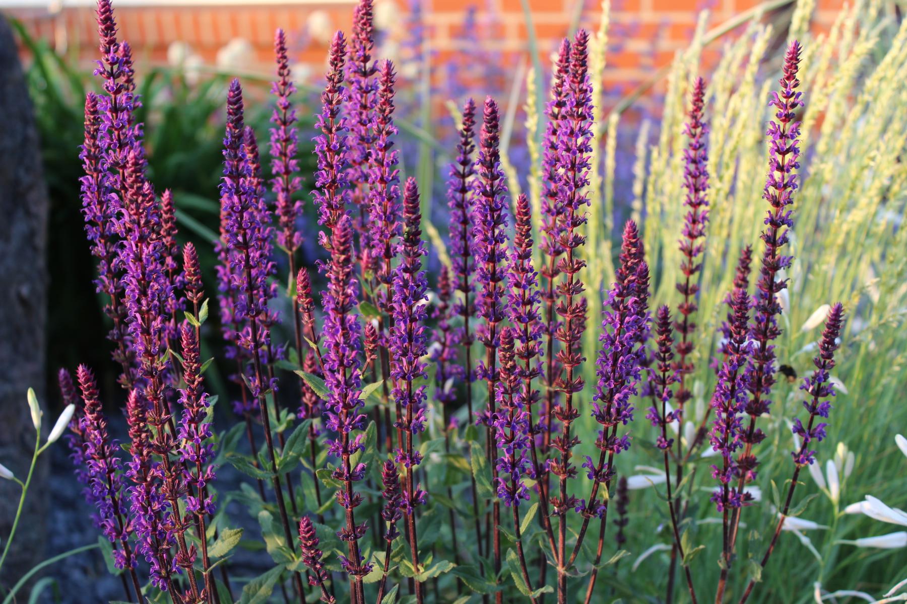 Blüten-Salbei 'Caradonna' • Salvia nemorosa 'Caradonna'