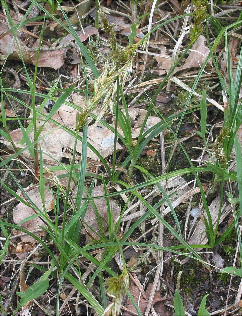 Strand-Segge • Carex arenaria