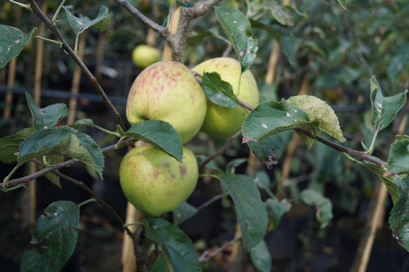 Apfel 'Golden Delicious' • Malus 'Golden Delicious' Ansicht 3