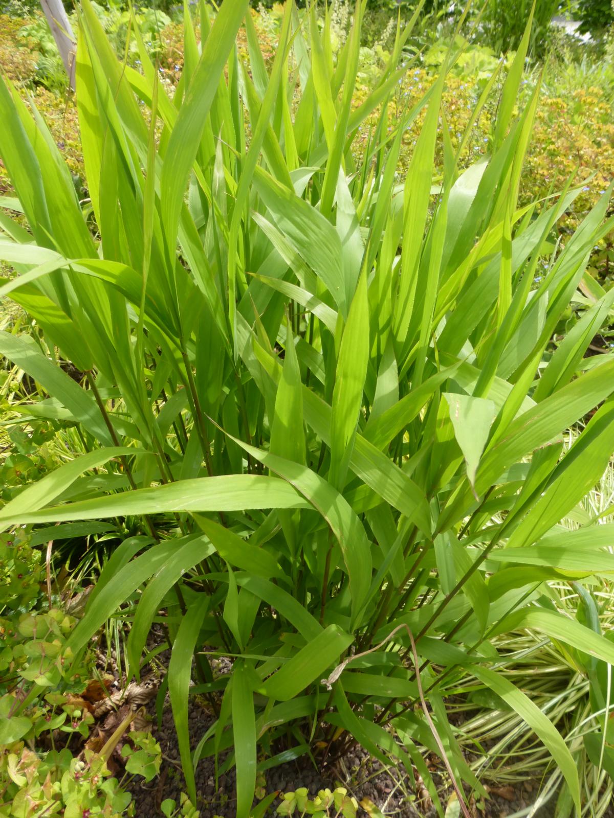 Plattährengras • Chasmanthium latifolium Ansicht 1