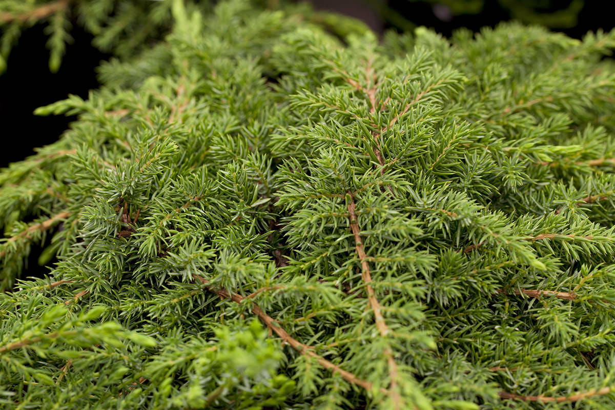 Kriech-Wacholder 'Green Carpet' • Juniperus communis 'Green Carpet' Ansicht 2