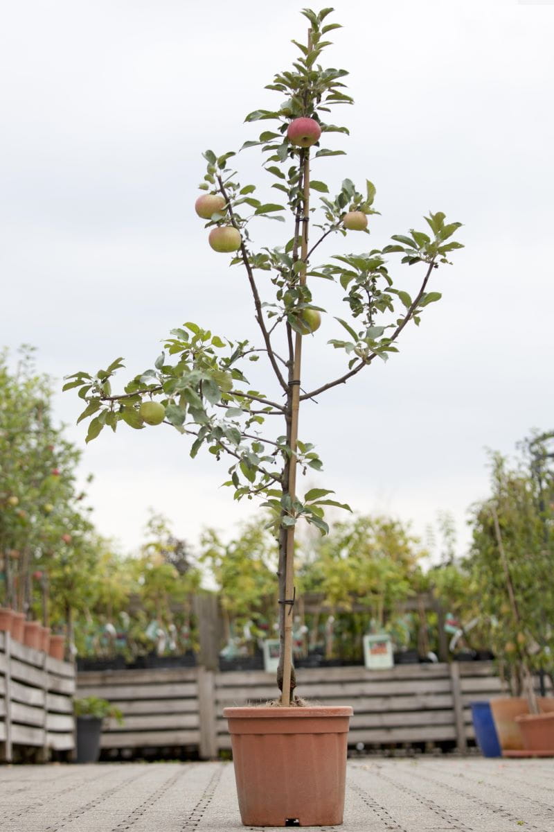 Apfel 'Elstar' • Malus 'Elstar' Containerware 120-160 cm hoch, Ansicht 1