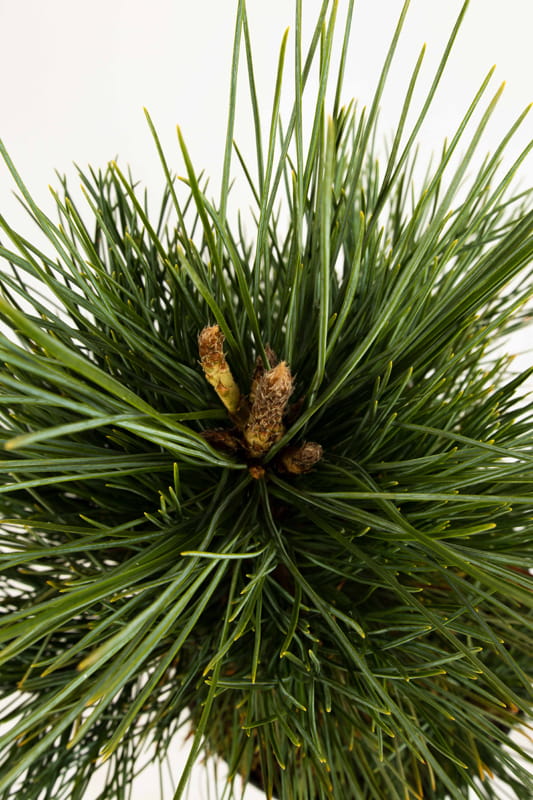 Zirbelkiefer • Pinus cembra 20-30 cm hoch, Containerware Ansicht 1
