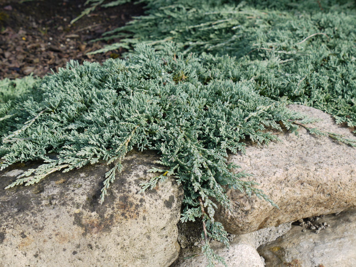 Teppich-Wacholder 'Icee Blue' • Juniperus horizontalis 'Icee Blue' Ansicht 1
