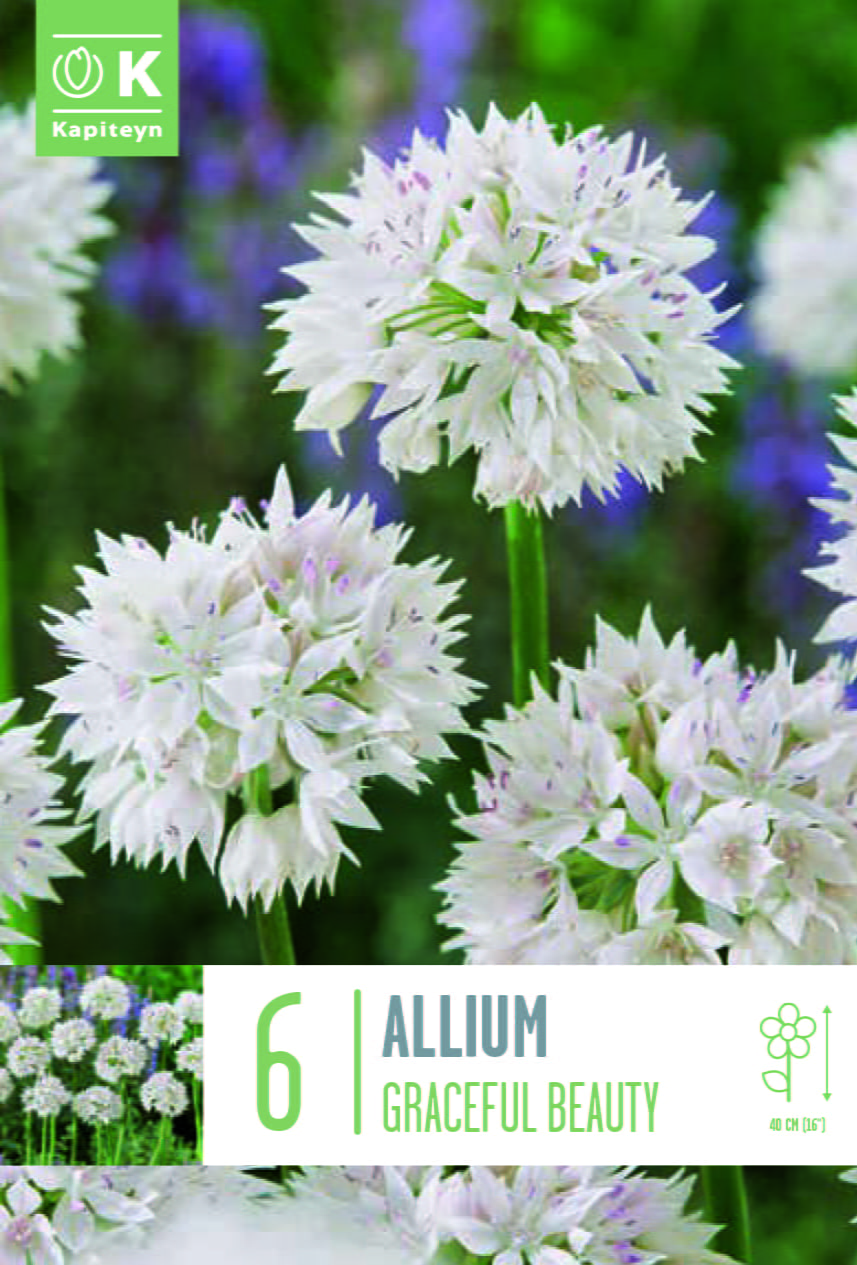 Blumenzwiebel - Allium amplectens 'Graceful Beauty' 6er Packung