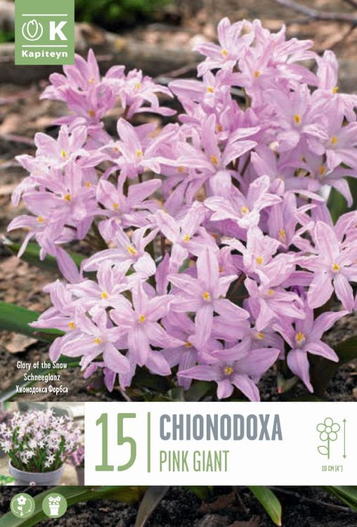 Blumenzwiebel - Chionodoxa forbesii 'Pink Giant' 15er Packung