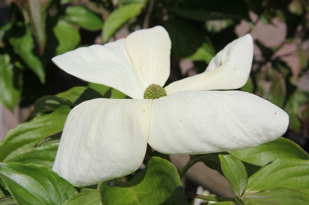 Japanischer Blumen-Hartriegel 'Venus' • Cornus kousa 'Venus'
