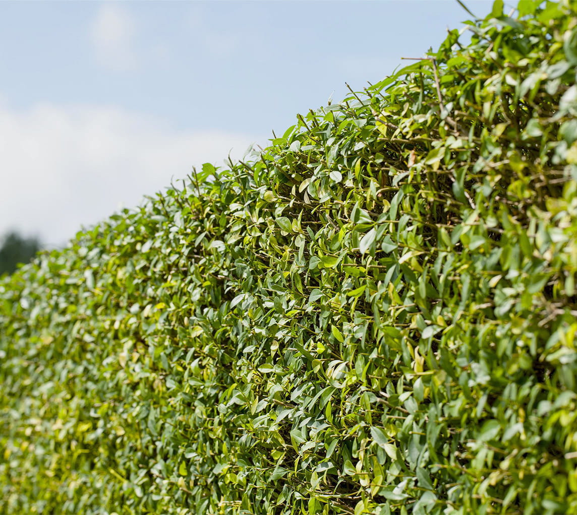 Kategorie <b>Insekten </b> - Gemeiner Liguster • Ligustrum vulgare