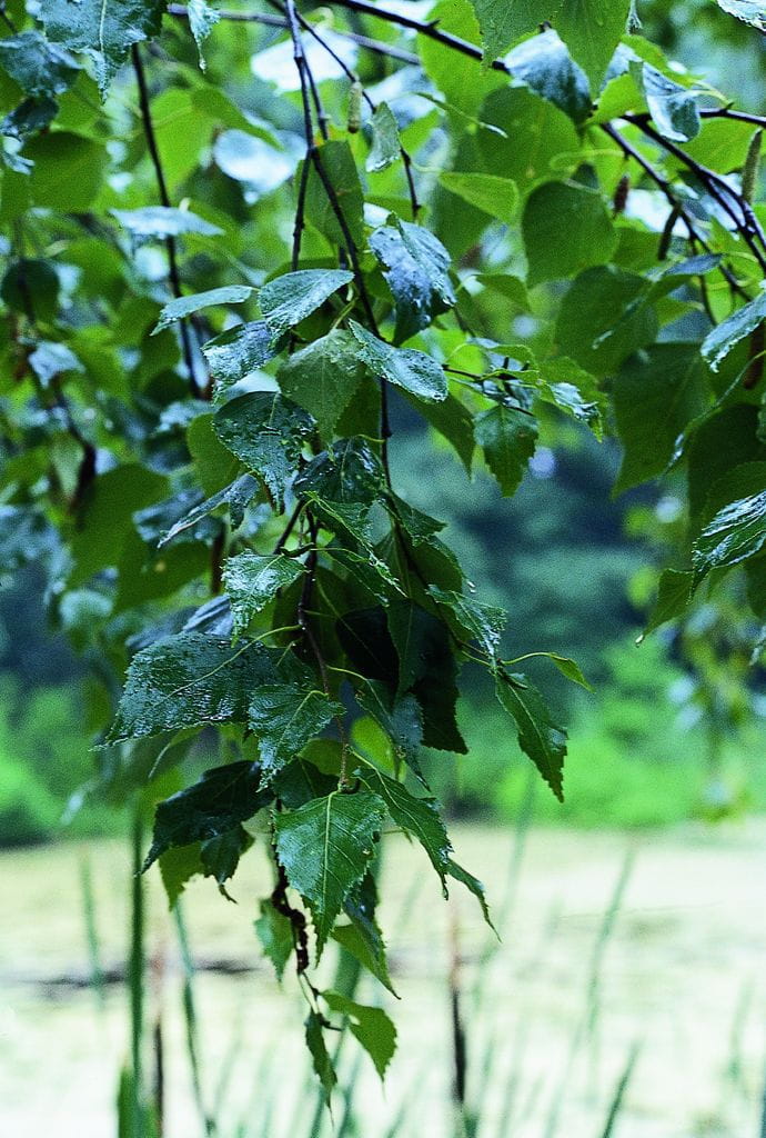 Moorbirke • Betula pubescens Ansicht 2