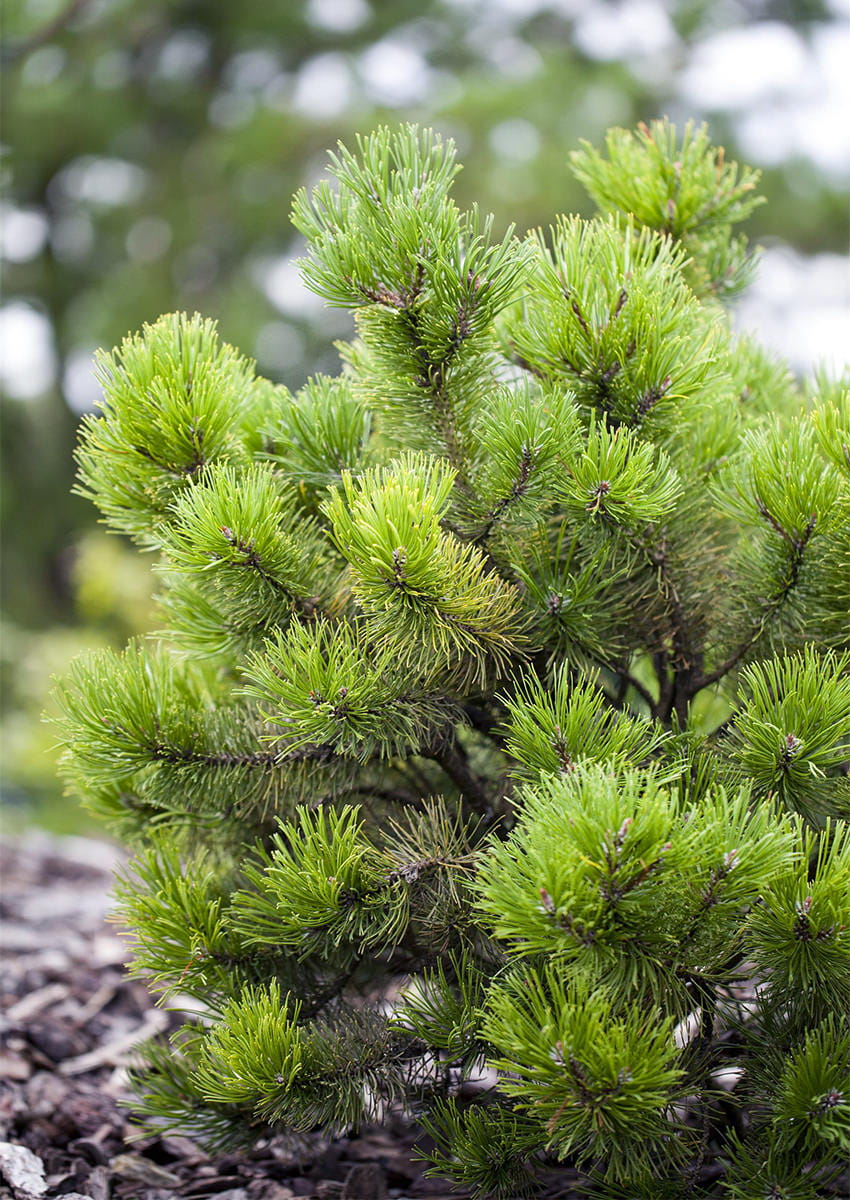 Bergkiefer • Pinus mugo Ansicht 1