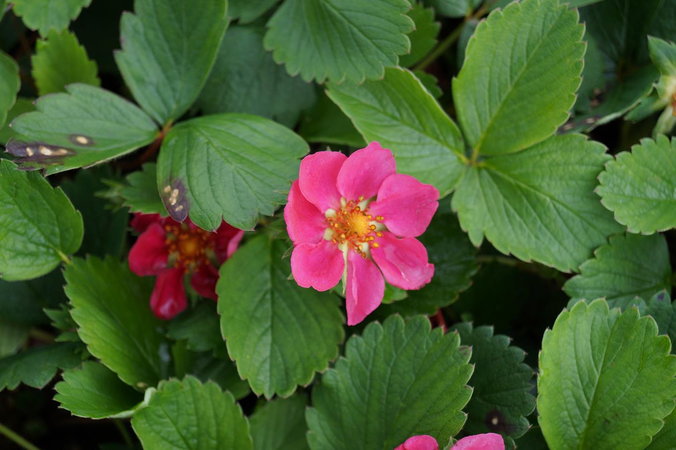 Zier-Erdbeere • Fragaria x ananassa, rosa Ansicht 2