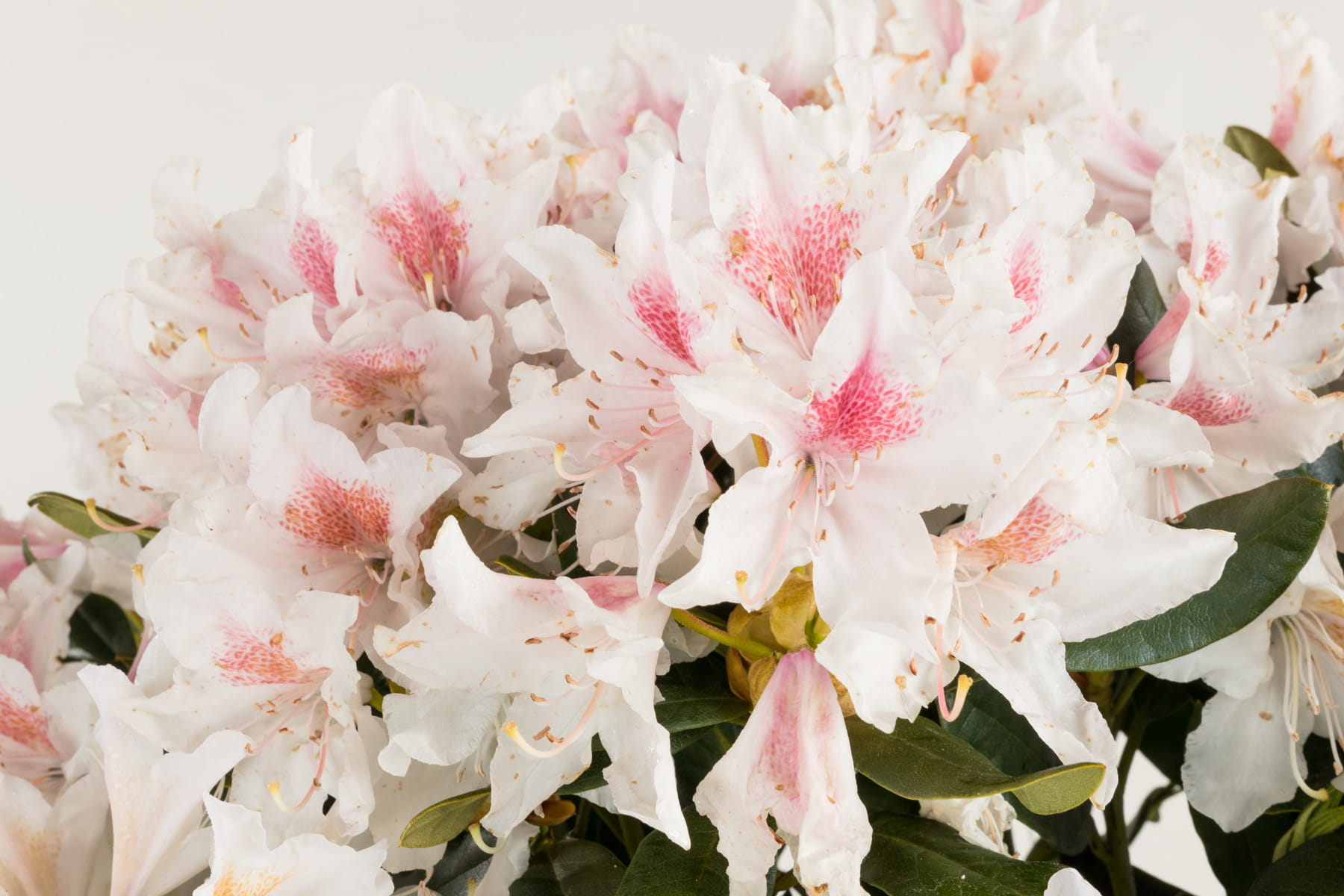 Rhododendron 'Cunninghams White' • Rhododendron Hybride 'Cunninghams White'