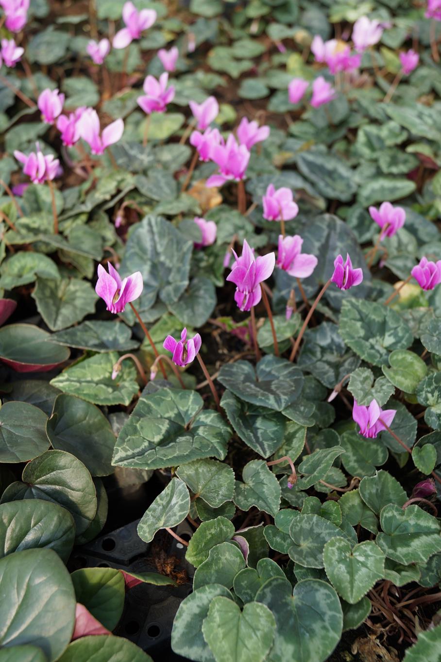 Frühlings-Alpenveilchen • Cyclamen hederifolium, rosa Ansicht 2