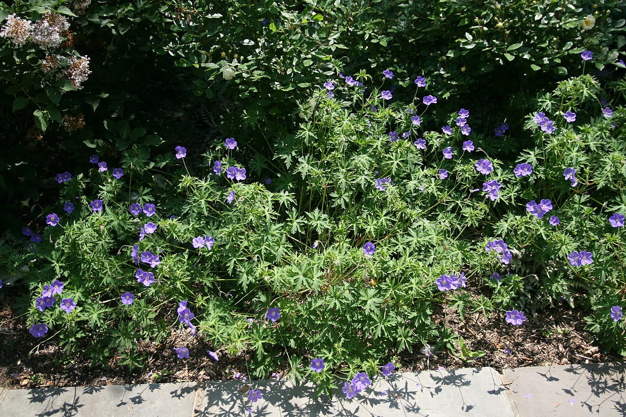 Garten Storchschnabel Brookside • Geranium pratense Brookside Ansicht 2