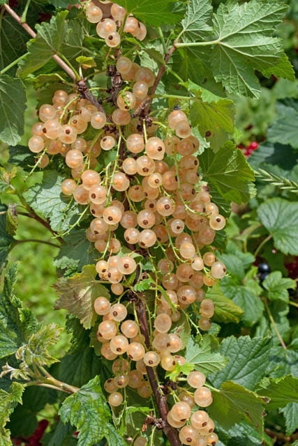 Johannisbeere 'Weiße Langtraubige' • Ribes sativum 'Weiße Langtraubige'