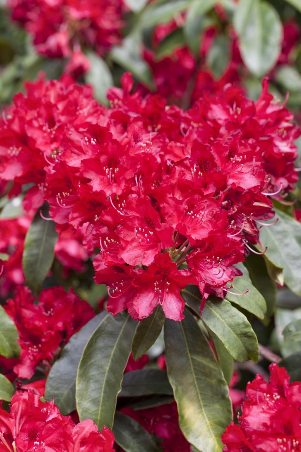 Rhododendron 'Red Jack' • Rhododendron Hybride 'Red Jack' Ansicht 1