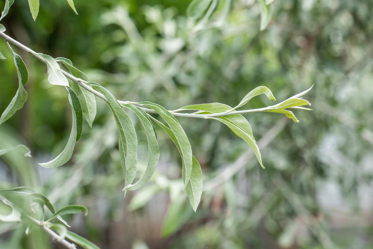 Schmalblättrige Ölweide • Elaeagnus angustifolia Ansicht 3