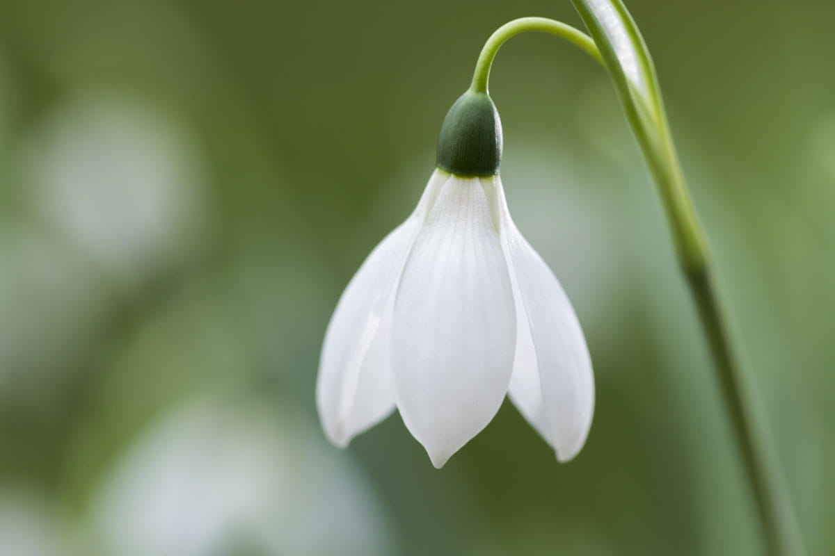 Blumenzwiebel - Galanthus elwesii 10er Packung