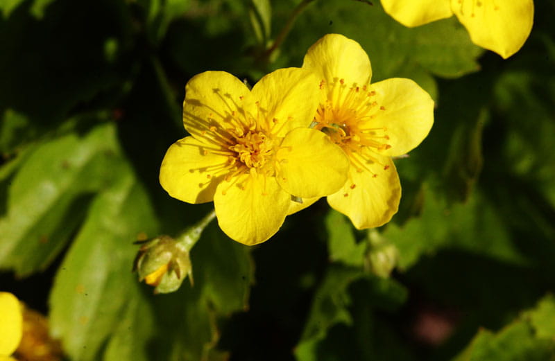 Teppich- Golderdbeere • Waldsteinia ternata