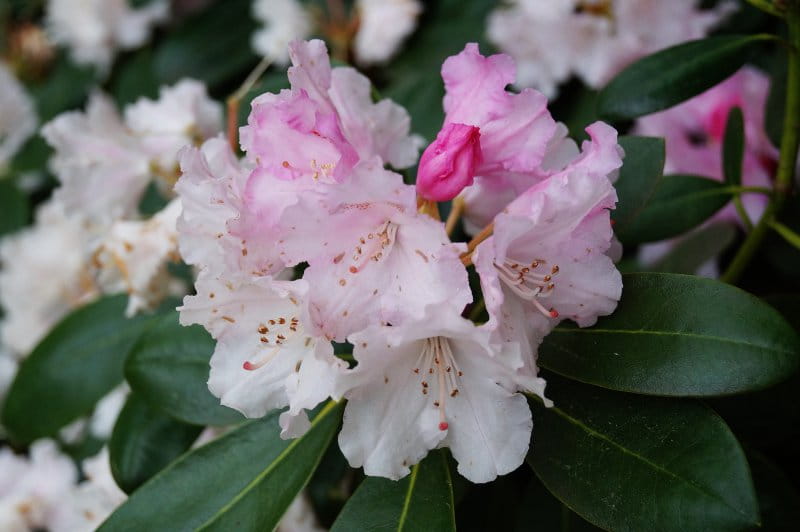 Rhododendron 'Silberwolke' • Rhododendron yakushimanum 'Silberwolke' Ansicht 1