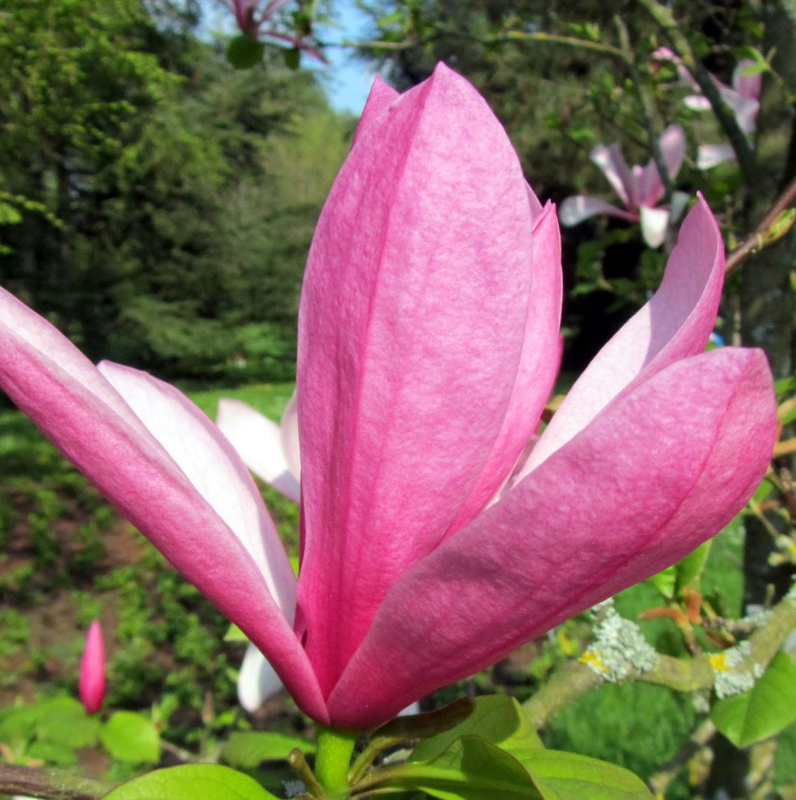 Magnolie 'Galaxy' • Magnolia soulangiana 'Galaxy' Ansicht 1