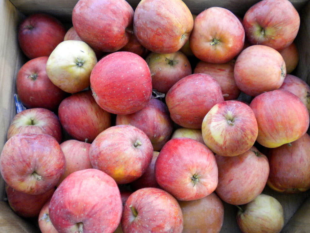 Apfel 'Berner Rosenapfel' • Malus 'Berner Rosenapfel' Ansicht 2