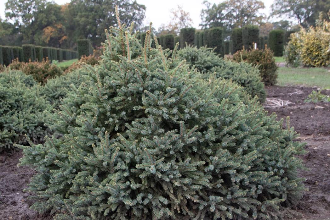 Exklusive Blaue Igelfichte 'Echiniformis' • Picea glauca 'Echiniformis' (Exklusive von Ehren Gehölze) Ansicht 1