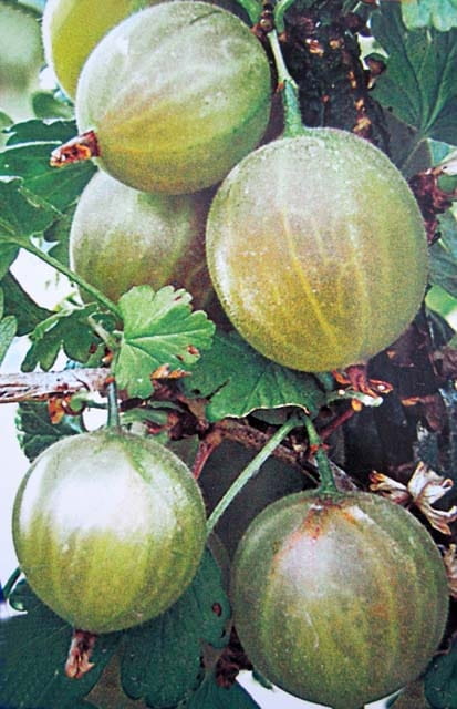Stachelbeere 'Hinnonmäki grün' • Ribes uva-crispa 'Hinnonmäki grün'